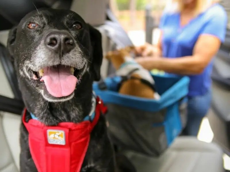 How to Help Your Carsick Dog Finally Enjoy Car Rides Pet Living