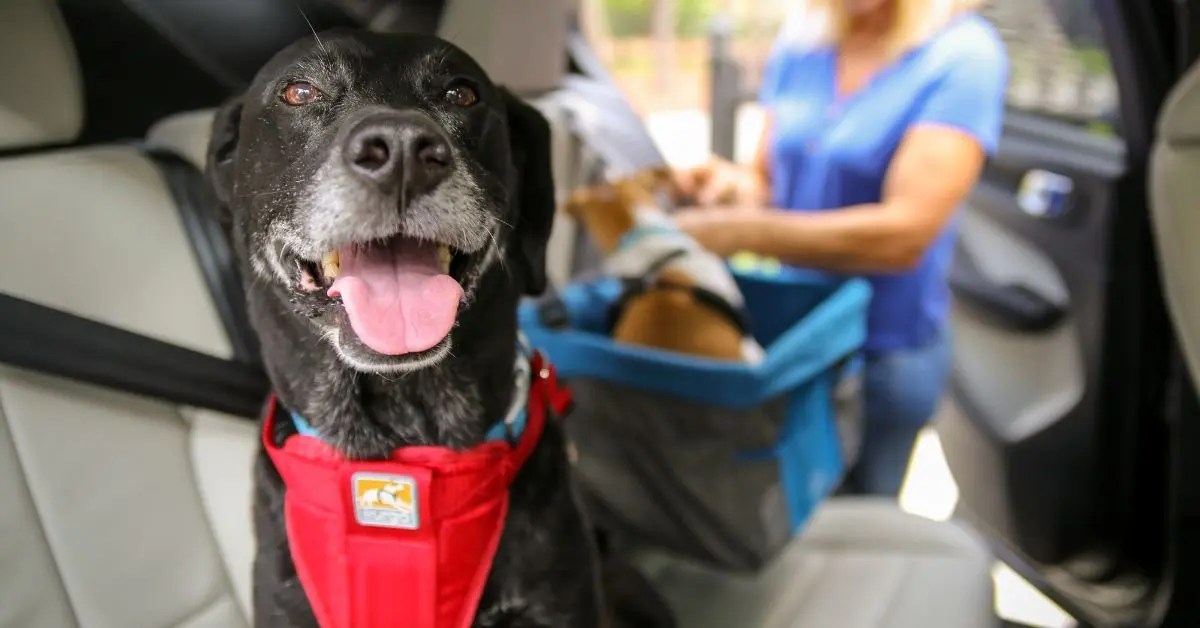 How to Help Your Carsick Dog Finally Enjoy Car Rides