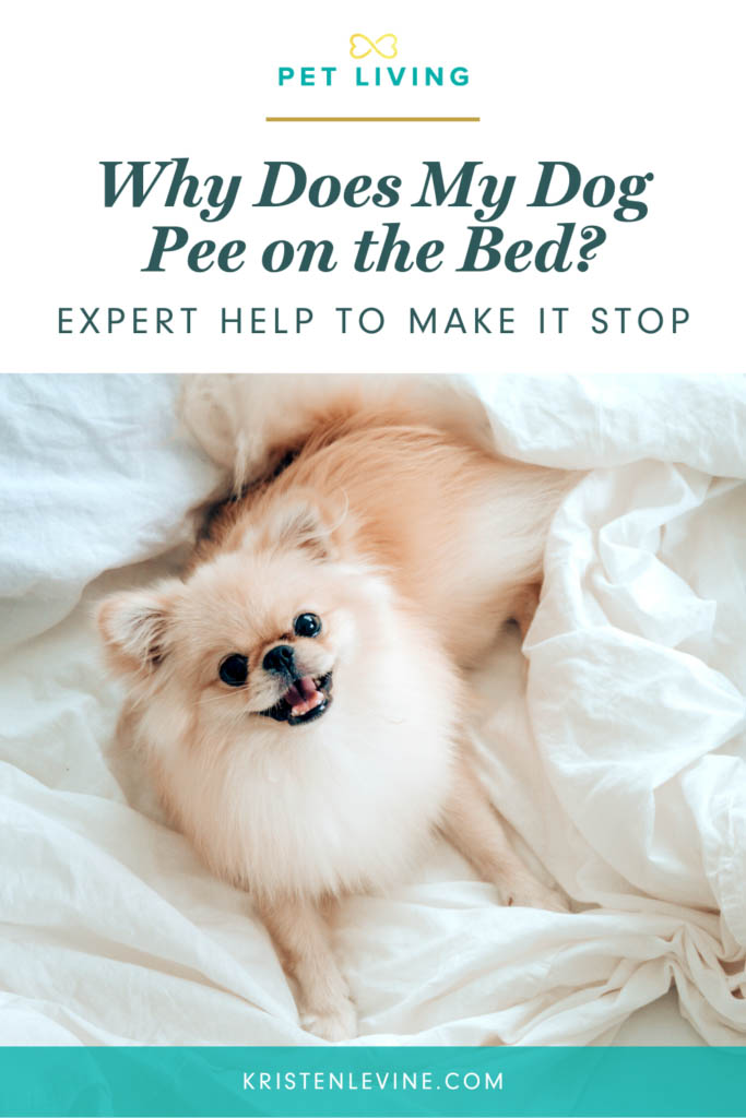 Why Does My Dog Pee on My Bed and How to Stop It