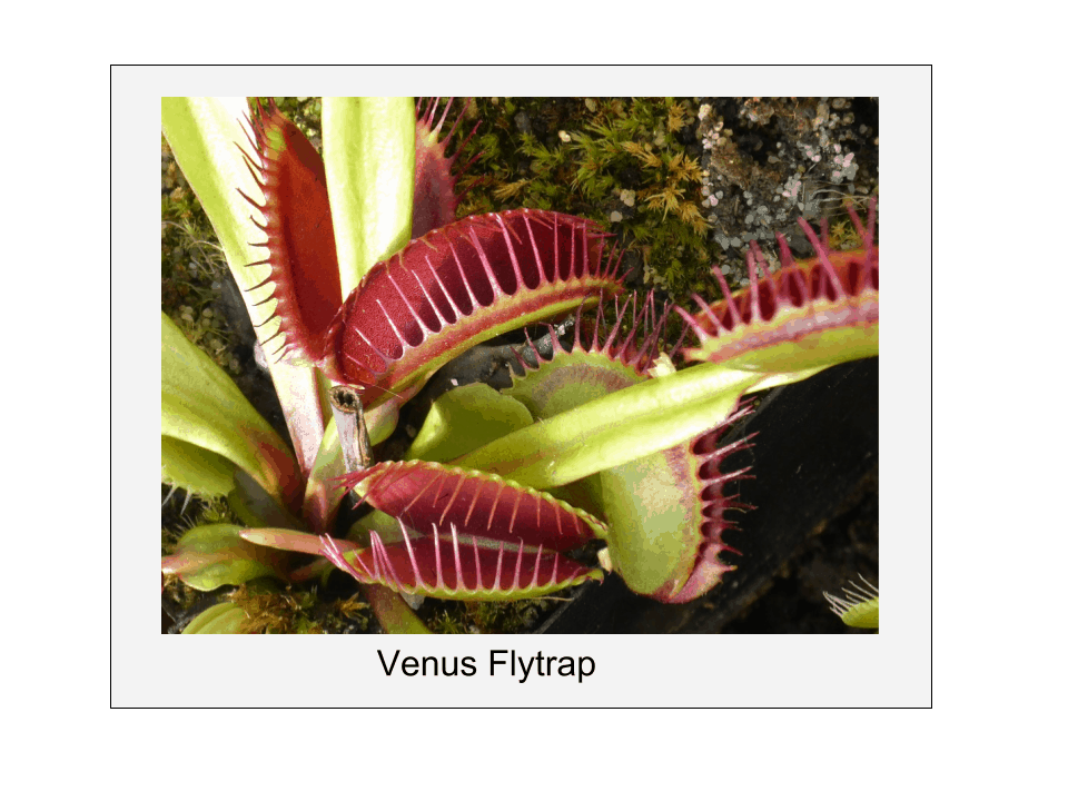 Fly Eating Flower