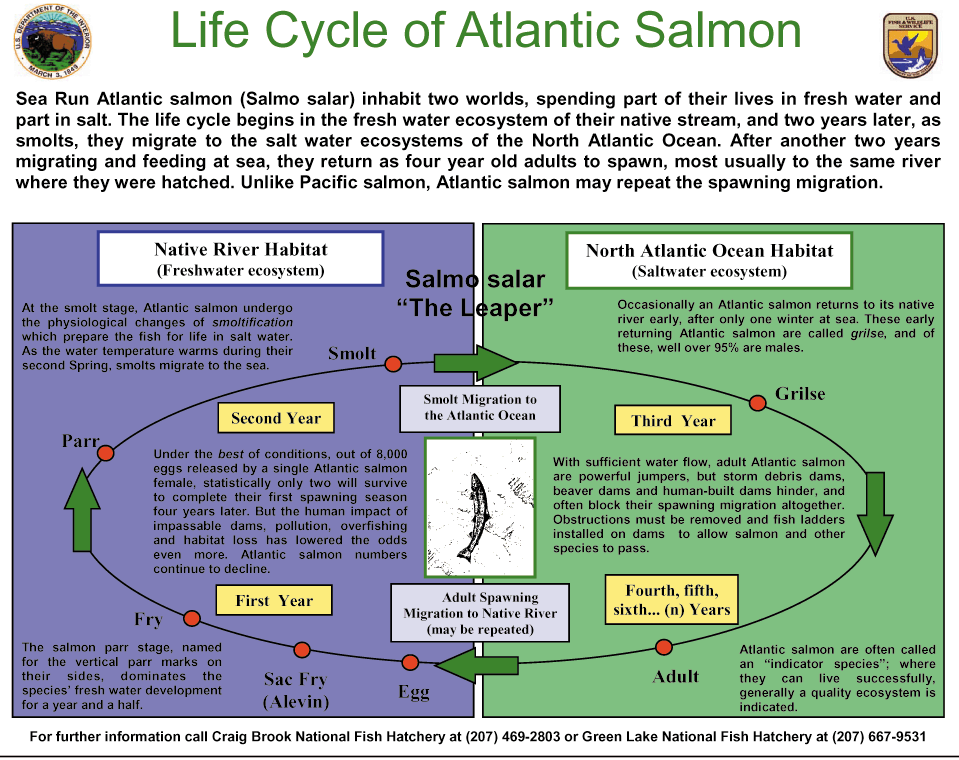 Introduction to Atlantic Salmon Life Cycle