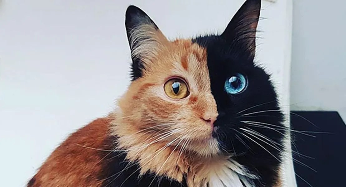 The Truth About The Magical Two Face Chimera Cat • Kritter Kommunity