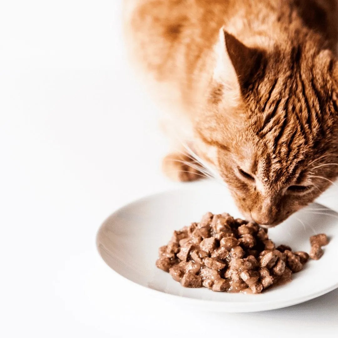 Cat Food Taurine What It Is and Why Your Feline Needs It • Kritter