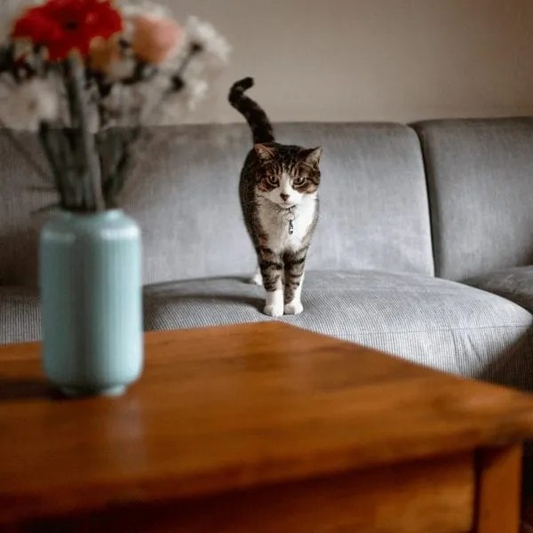 A Look At How Pet Air Purifiers Can Help Any Cat Or Dog Owner Control