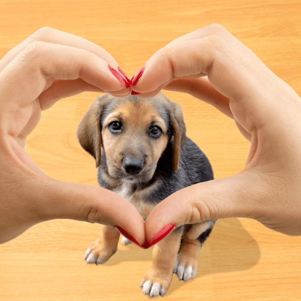 Is GrainFree Pet Food Good For Your Pet? • Kritter Kommunity