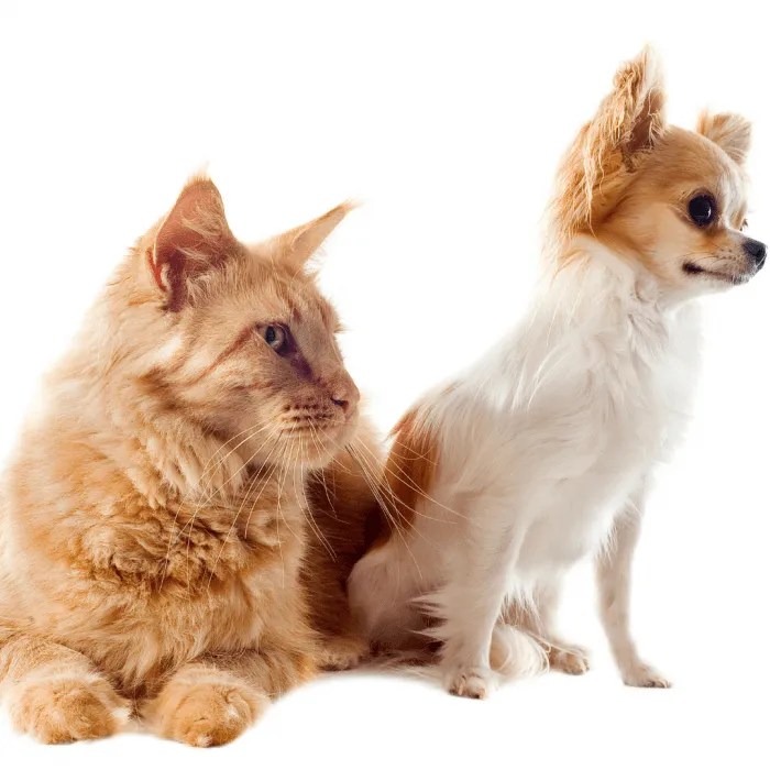 Do Maine Coons Play Fetch? • Kritter Kommunity