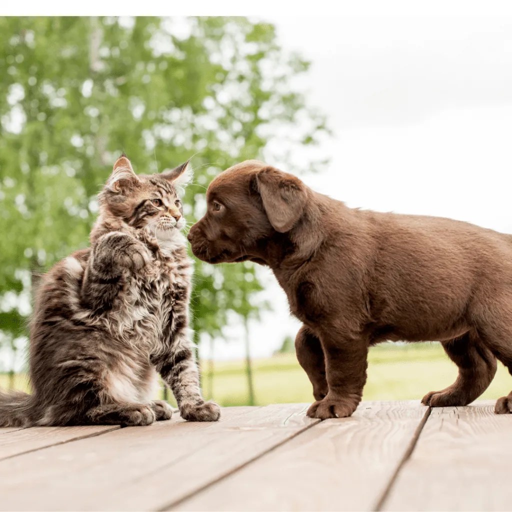 Do Maine Coon Cats Get Along With Dogs? • Kritter Kommunity