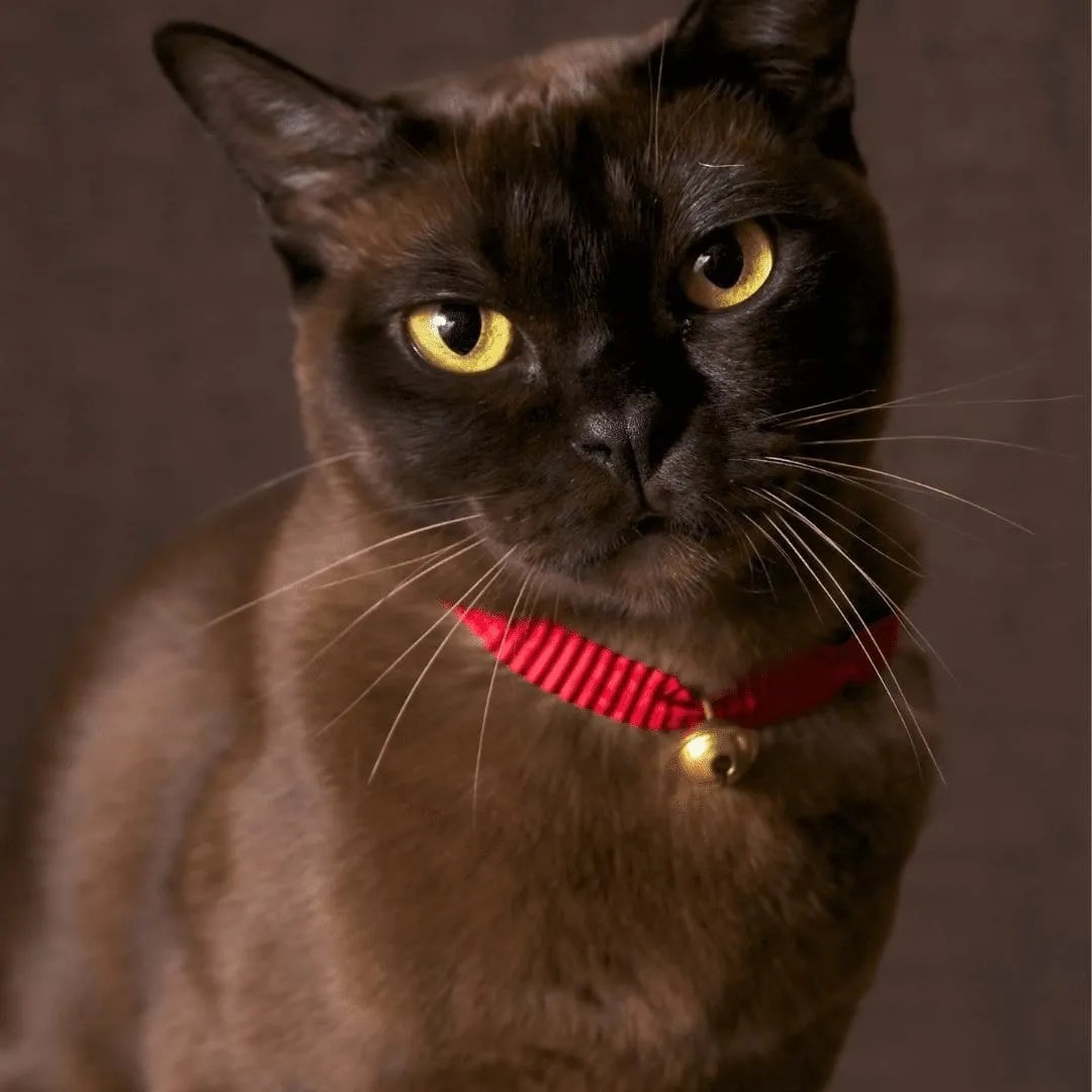 The Kittenish Ways Of Burmese Cats That Make Them Popular Pets [2024] • Kritter Kommunity