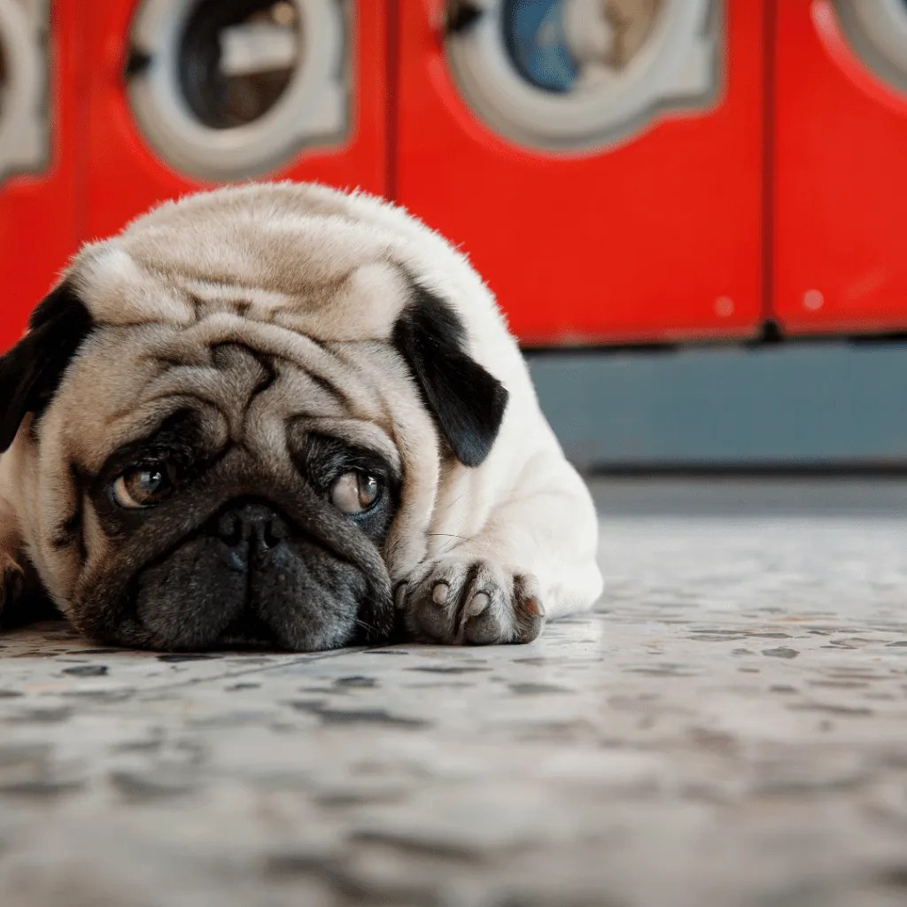 Can A Landlord Kick You Out for Having A Pet? • Kritter Kommunity