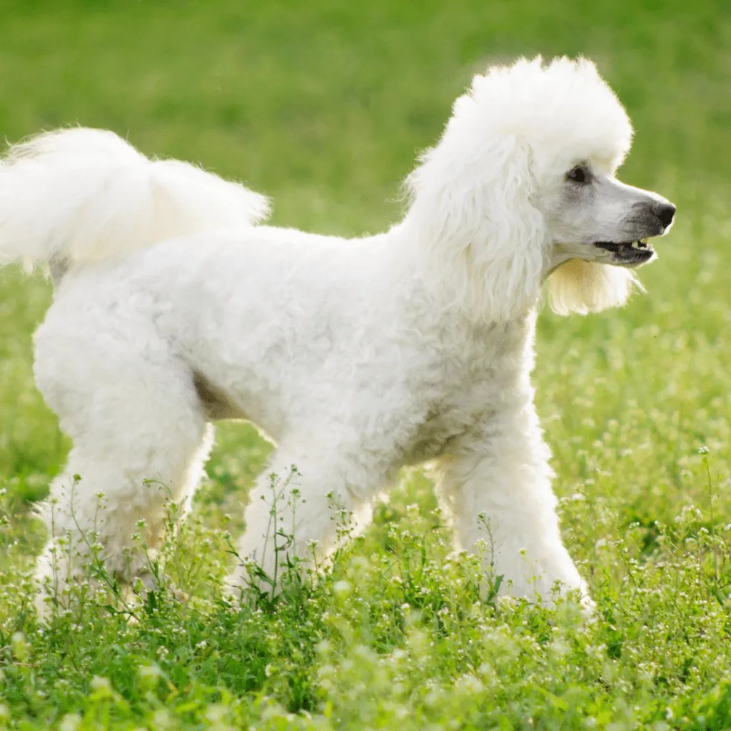 Do Poodles Get Along With Rabbits? [2023] • Kritter Kommunity