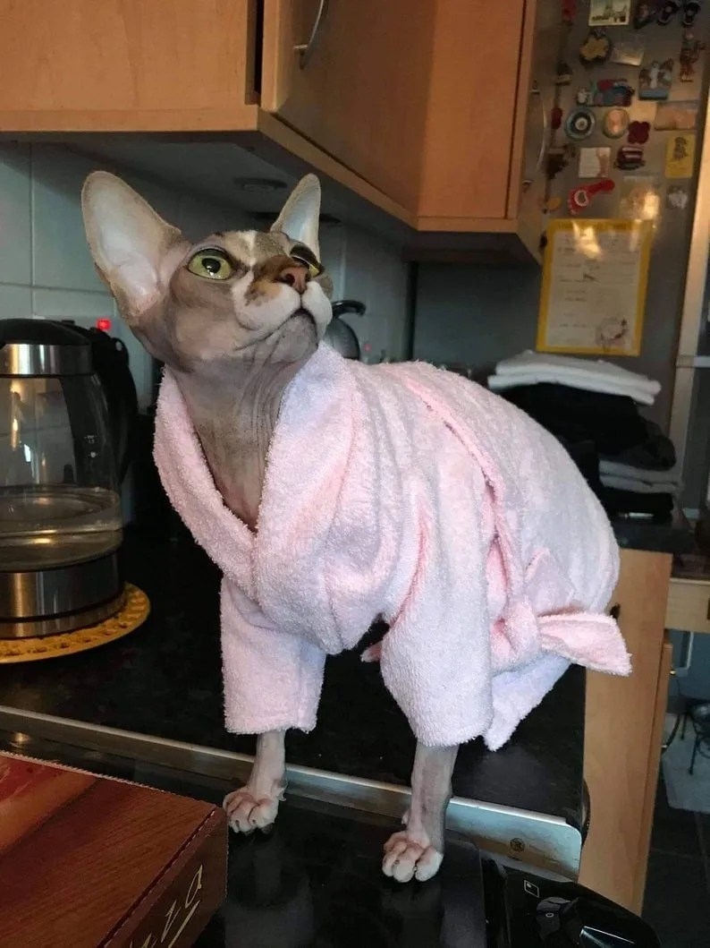 Sphynx Cat Gifts For Bald Feline Lovers • Kritter Kommunity