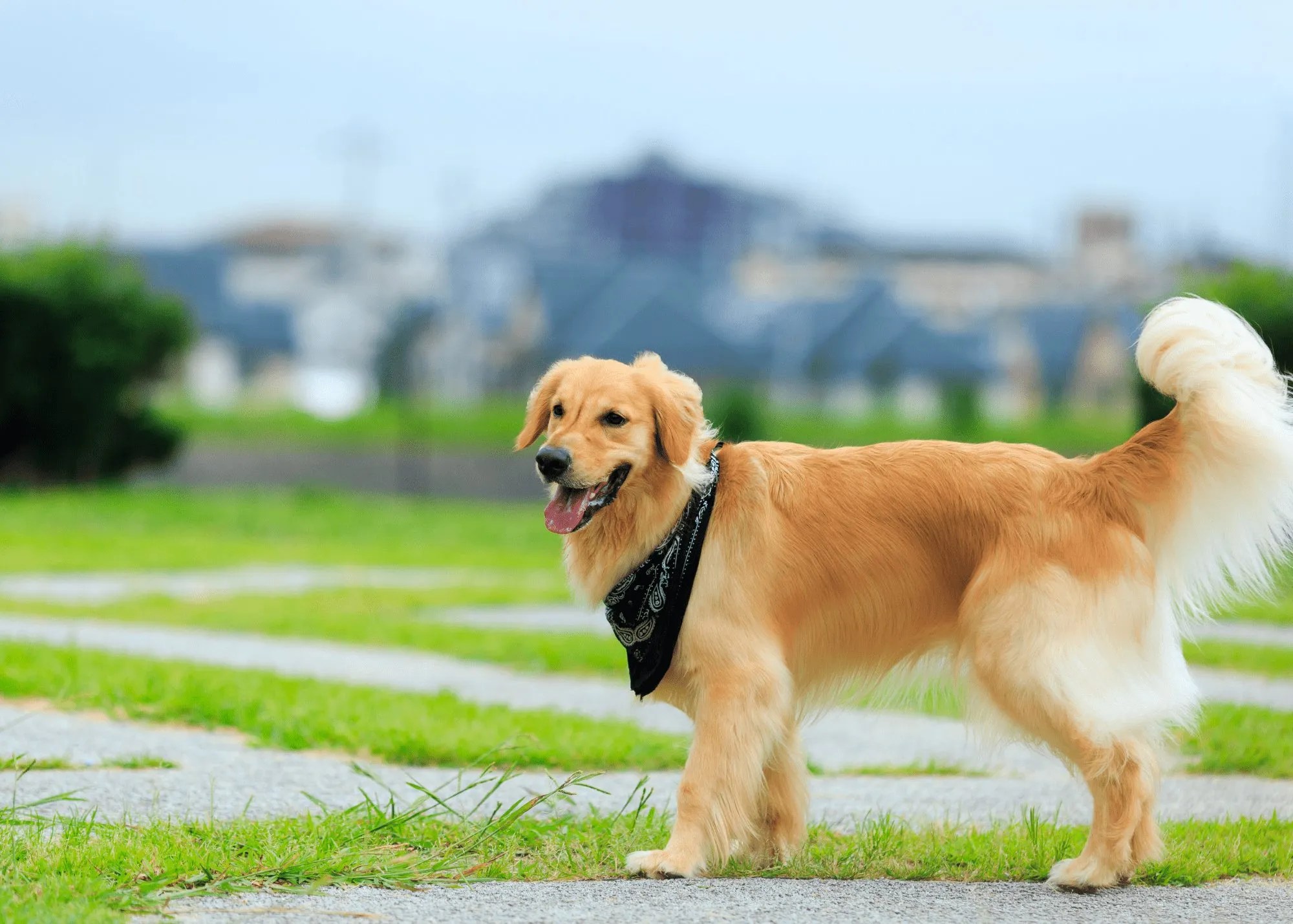 Miracle Dog Hero Golden Retriever Saves Owner with Severe Allergy