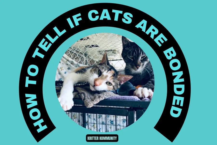 How to Tell If Cats Are Bonded A Guide for Cat Lovers • Kritter Kommunity