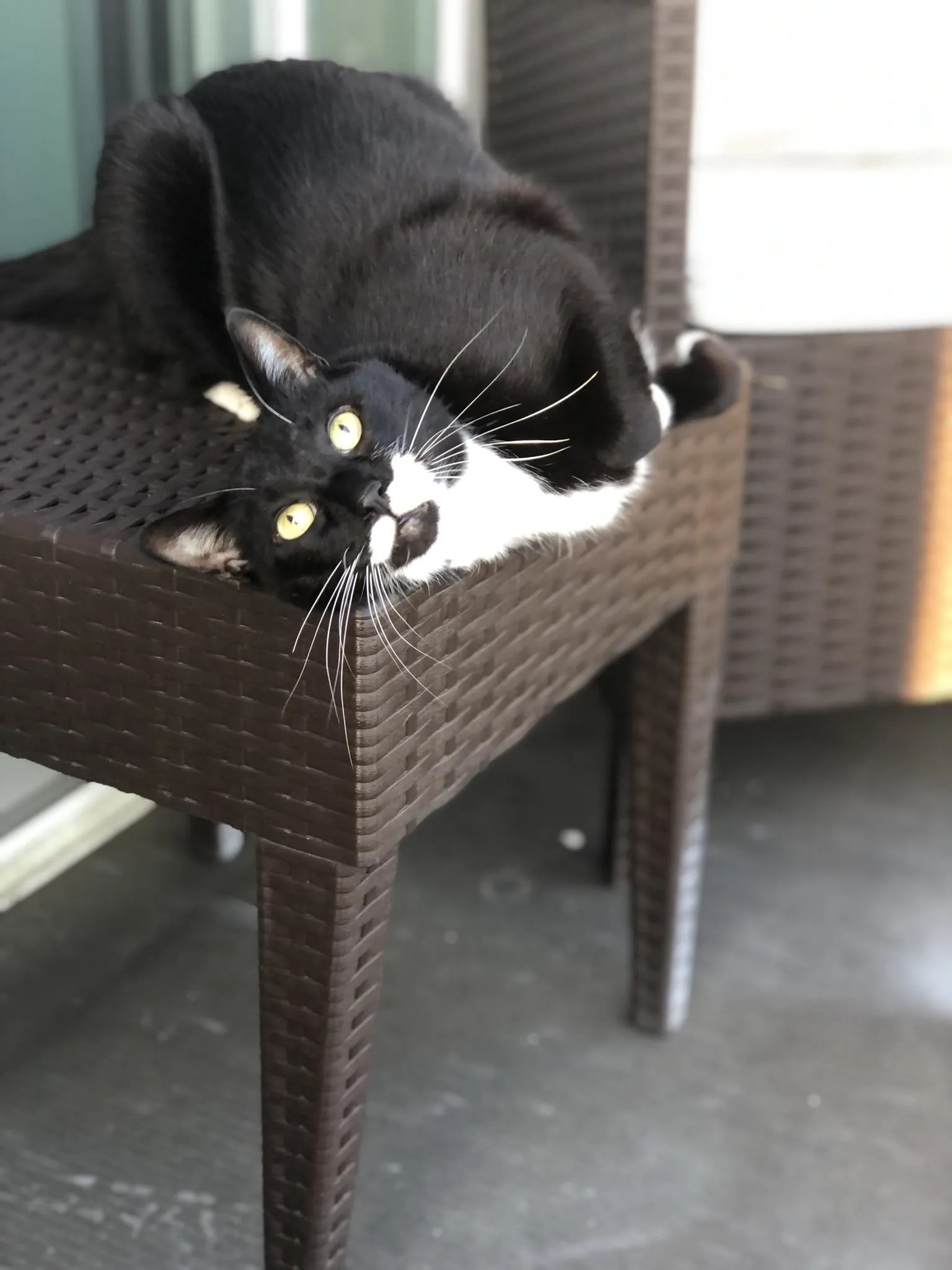 What Are The Differences Between Cats And Human Anatomy? • Kritter