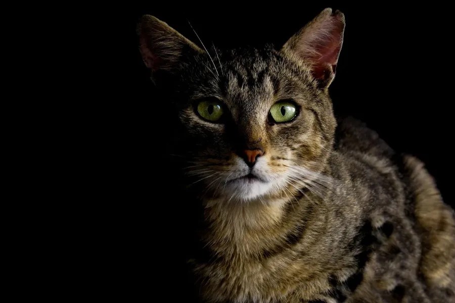Do Cats Need Light At Night? [2024] • Kritter Kommunity