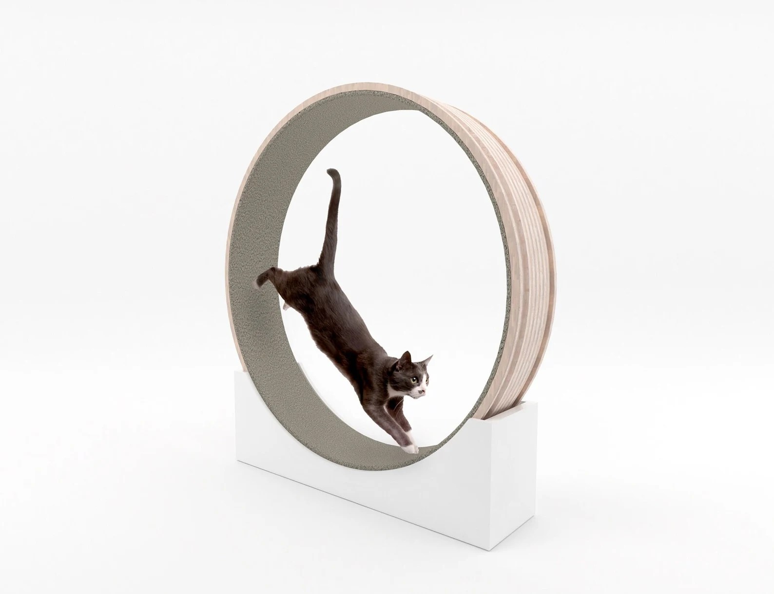 Cats on a Wheel Spin to Win, The Joyful Journey of a Cat Wheel