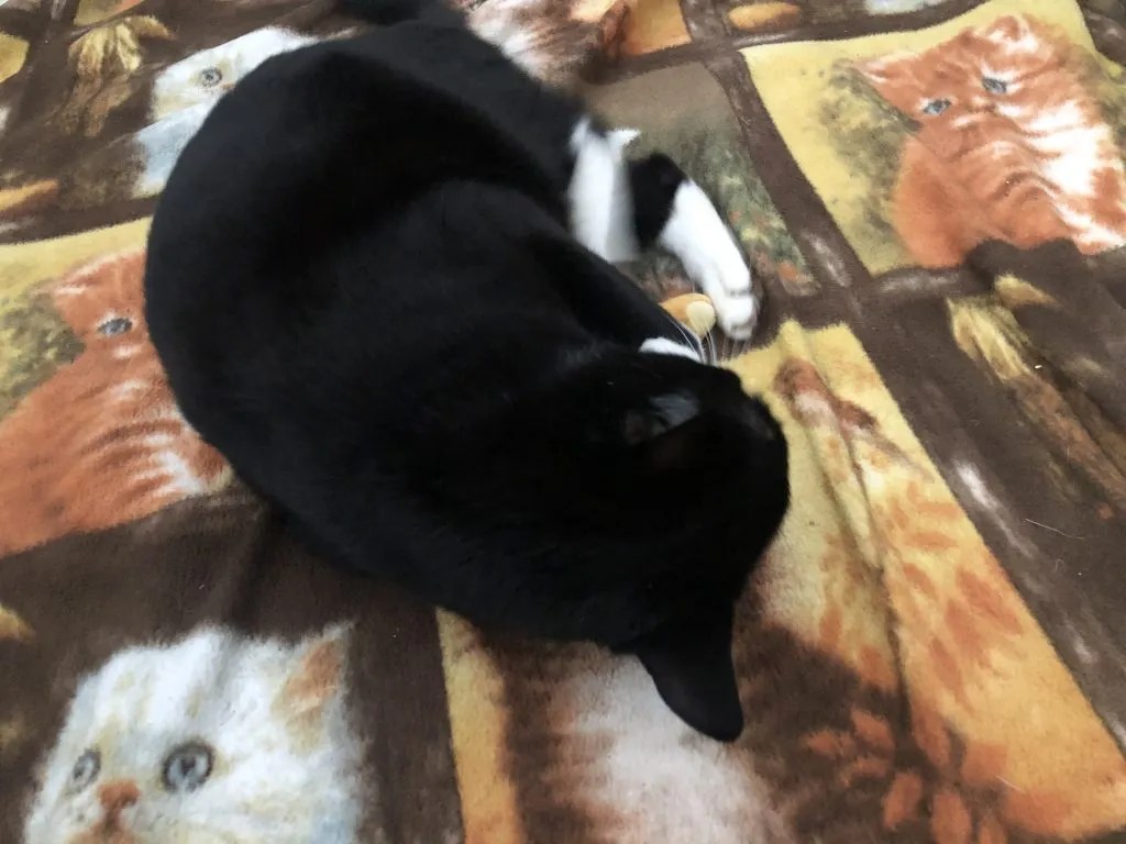 Understanding Cat Asthma Foods to Be Cautious About • Kritter Kommunity