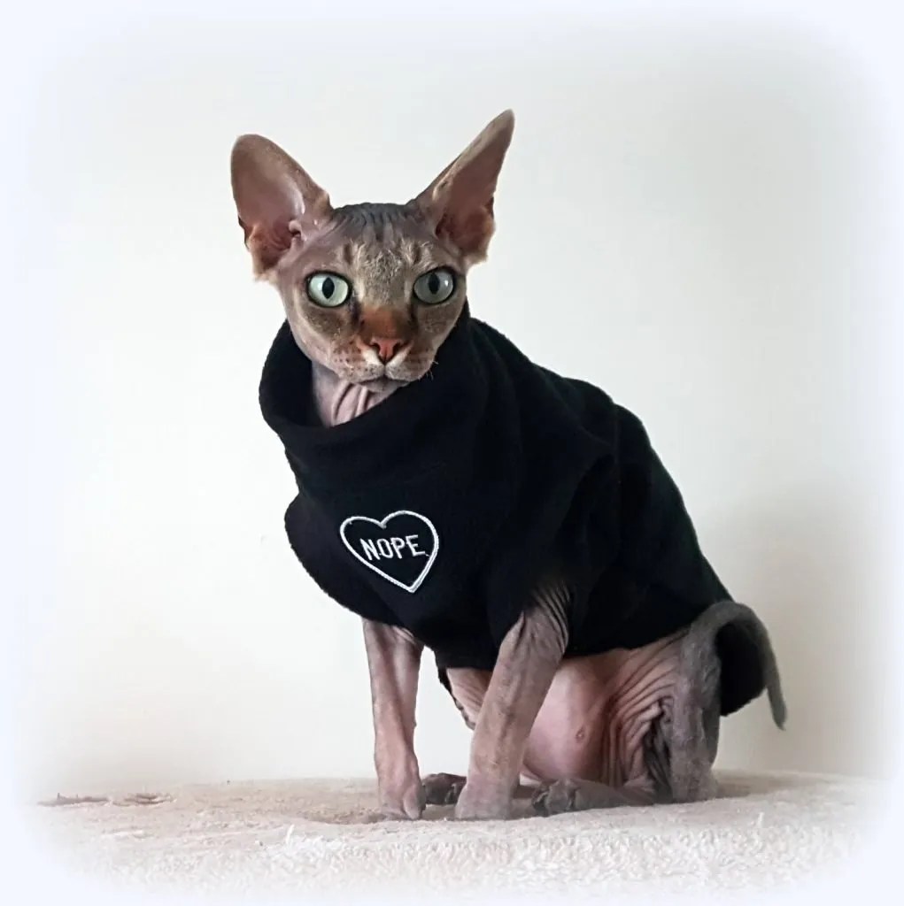 The Great Debate Can Sphynx Cats Go Outside? • Kritter Kommunity