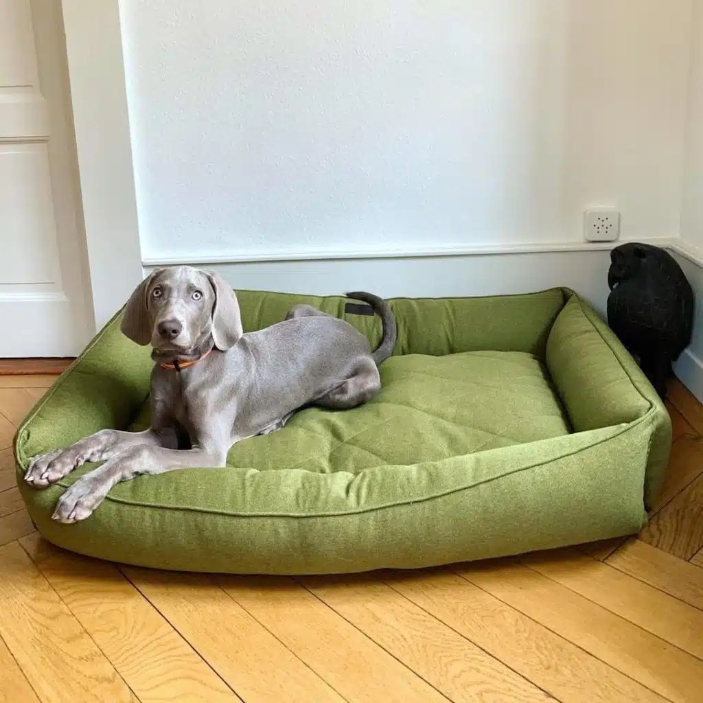 Best Dog Beds for Dogs with Arthritis Providing Comfort and Relief