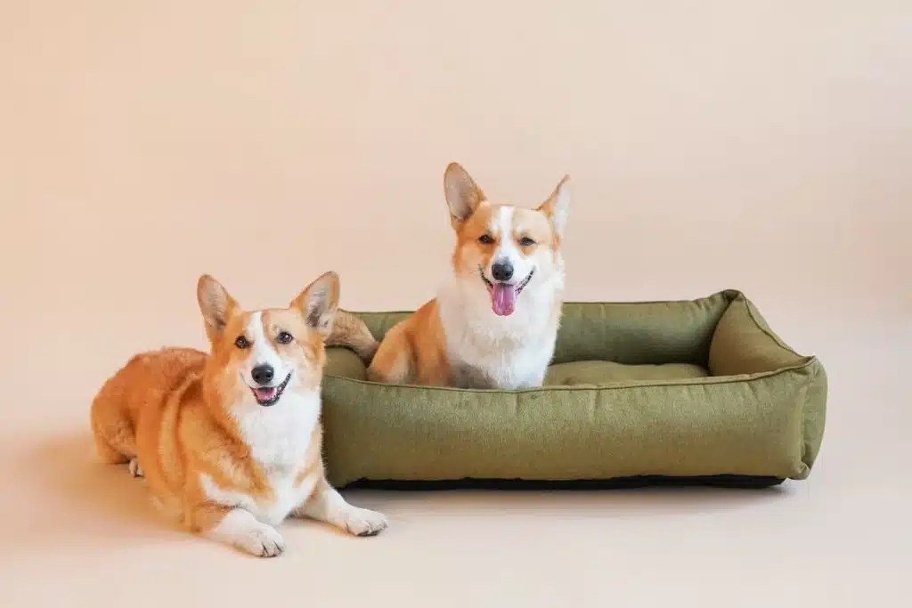 Best Dog Beds for Dogs with Arthritis Providing Comfort and Relief