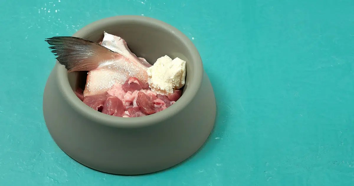 Can Dogs Eat Halibut? A Guide to Feeding Your Furry Friend • Kritter