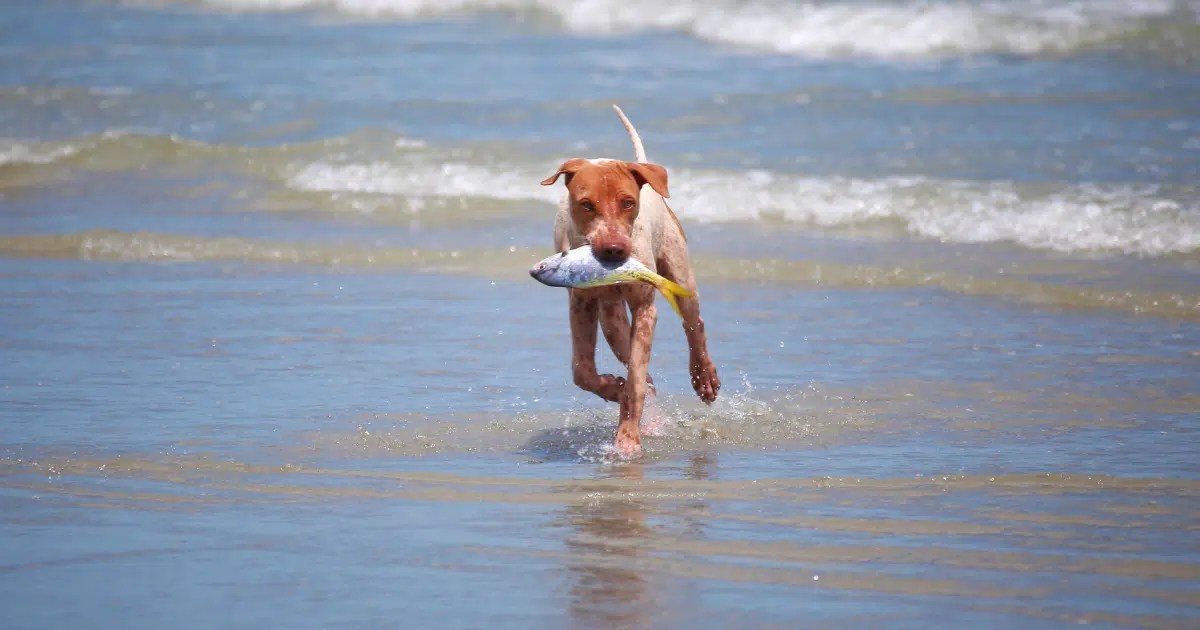 Can Dogs Eat Halibut? A Guide to Feeding Your Furry Friend • Kritter