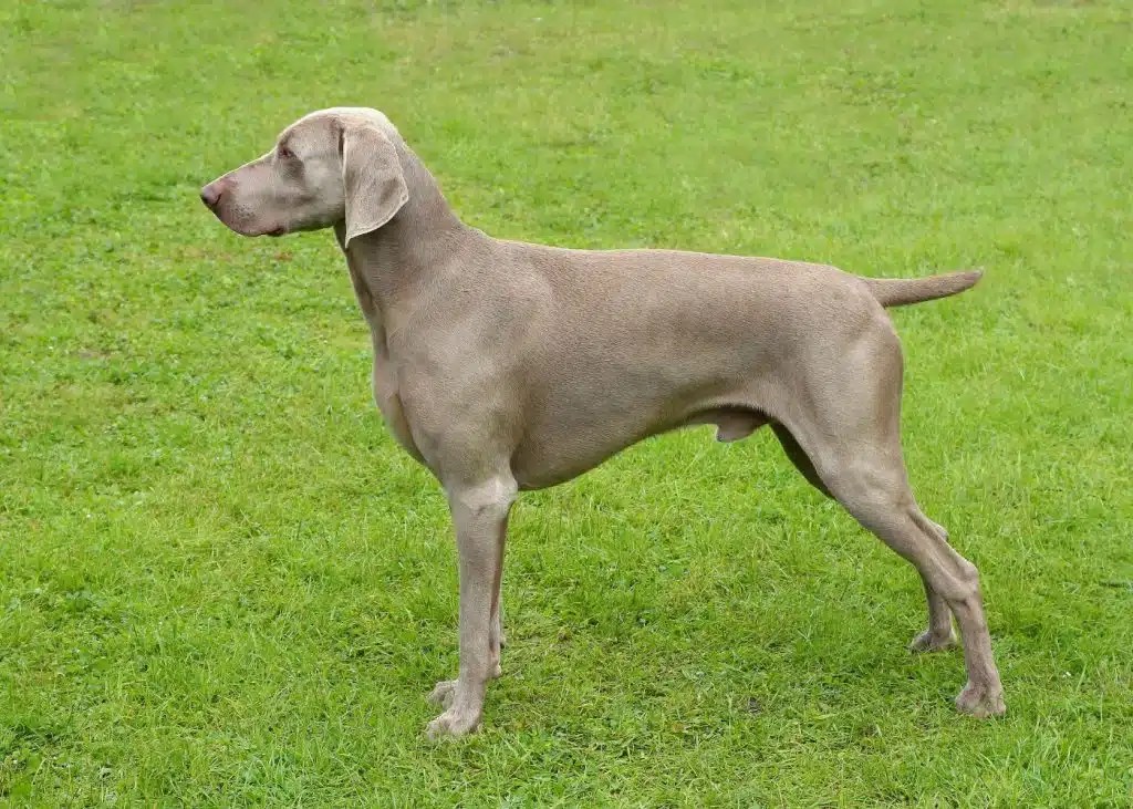 Ultimate Guide to Grooming Your ShortHaired Canine [2024] • Kritter