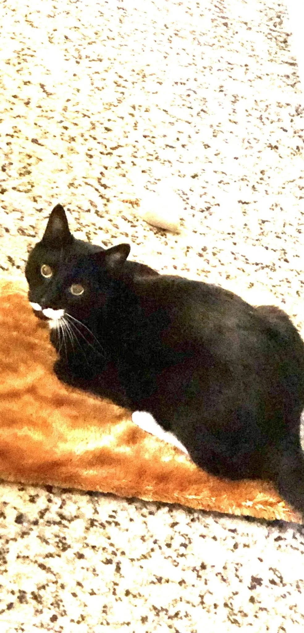 Finnegan’s Furry LaunchPad A Cat’s Dream Hangout Spot 😻 • Kritter