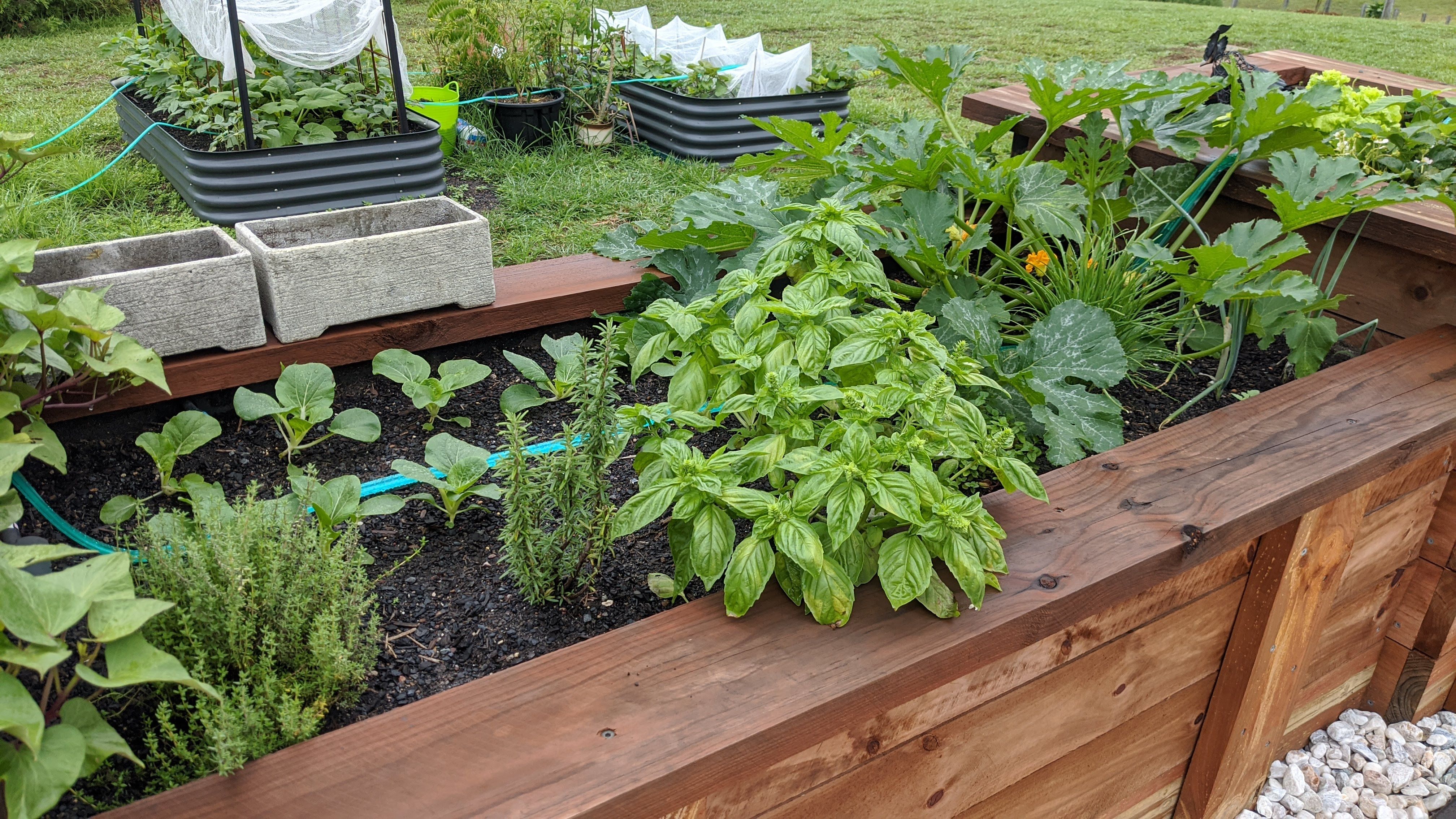 Tall man raised garden bed for vegetable... Bunnings Community