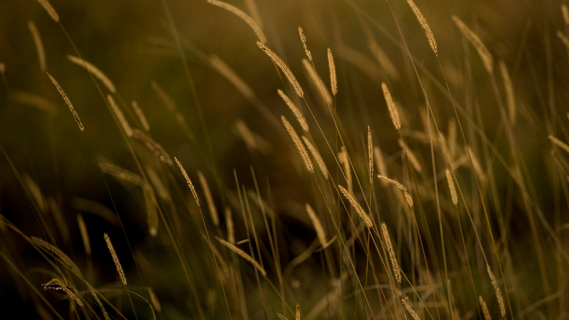 blank_Cattails Medical Writing Services by Kristin A. Roynesdal