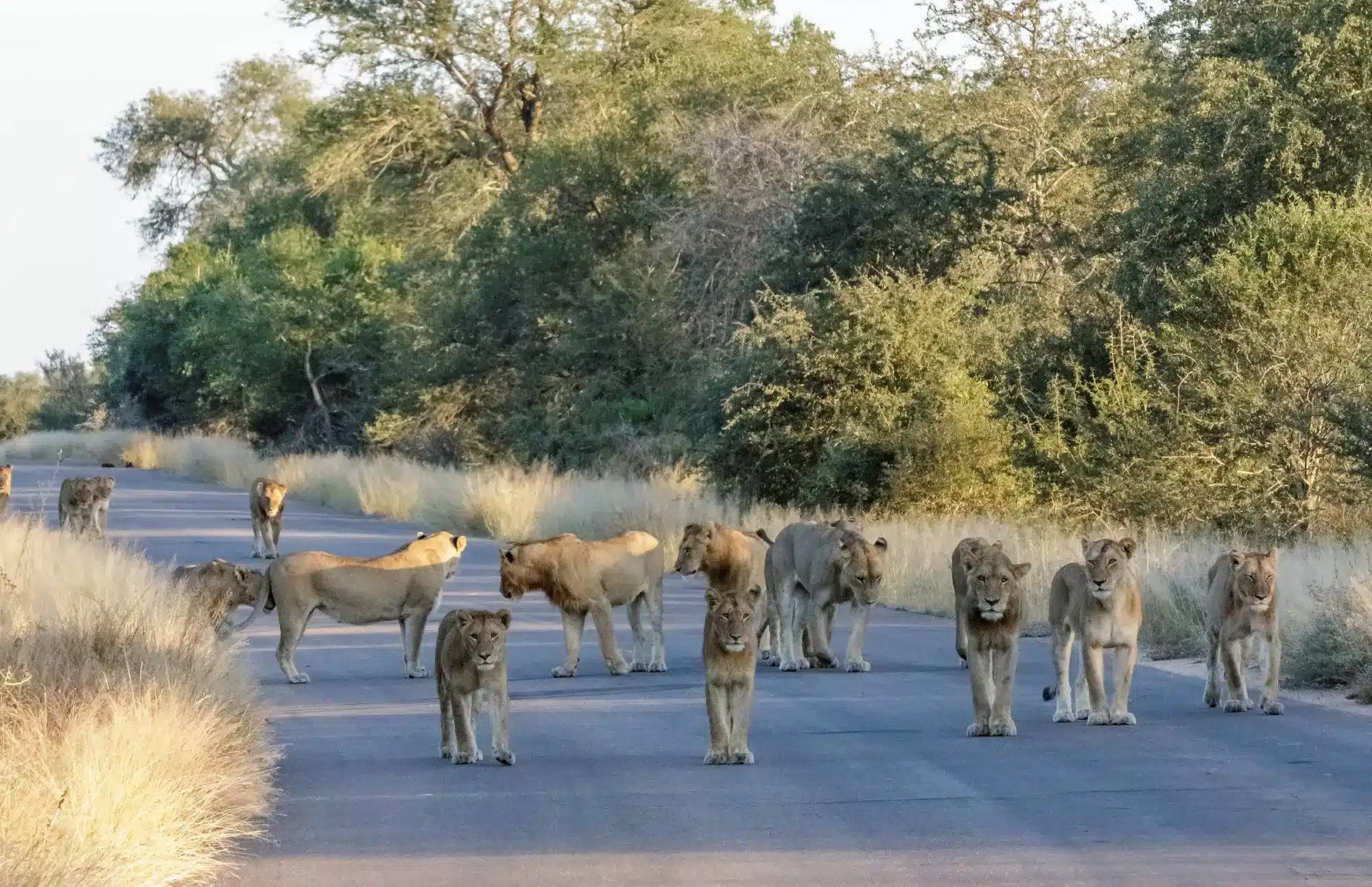 Top Kruger National Park activities to Try Kruger Gate Hotel