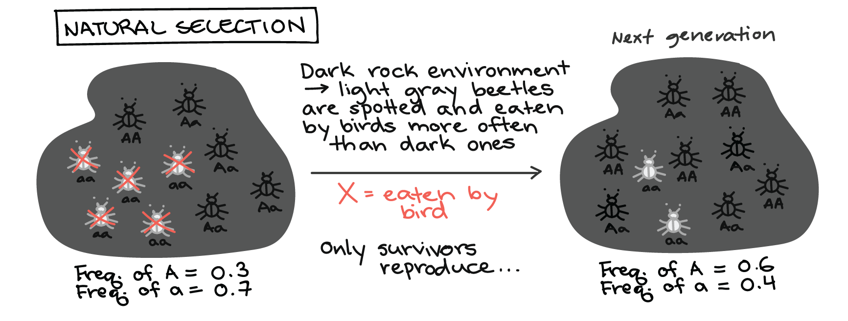 Darwin, F.O.M.O., and the Evolution of Bubbles KRUI Radio