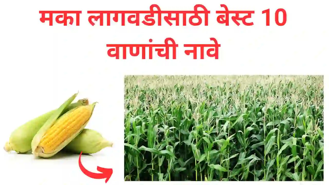 maize variety जाणून घ्या मका लागवडीसाठी बेस्ट वाणांची नावे