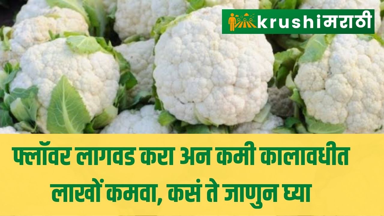 cauliflower farming cultivate cauliflower and earn millions in a short