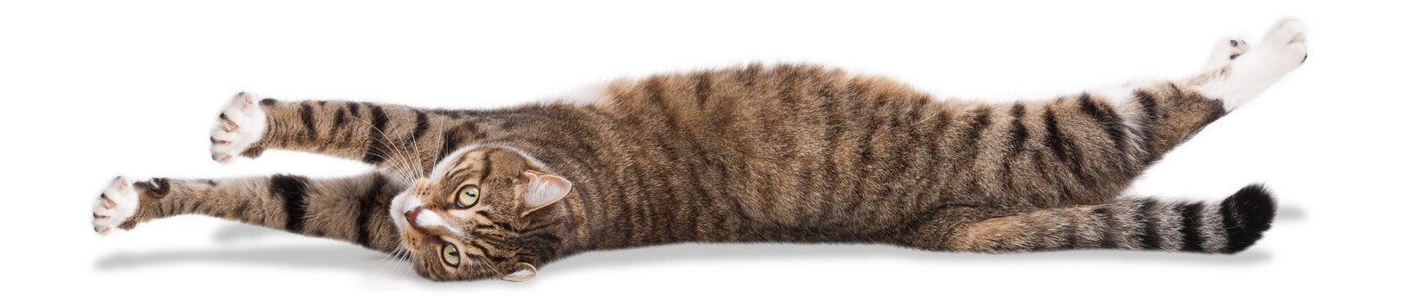 cat care clinic mishawaka Raye Trapp