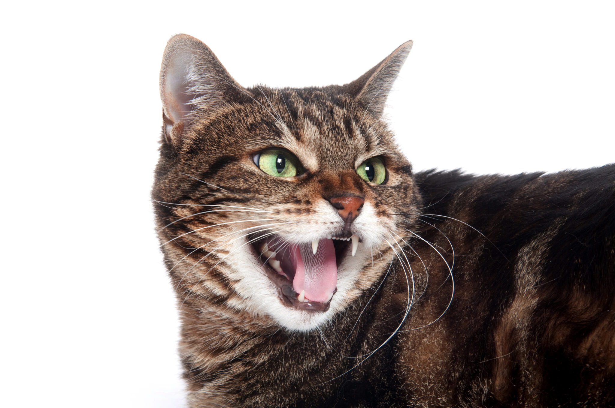 Why Does My Cat Keep Hissing? | Kryder & Harr Veterinary Clinic