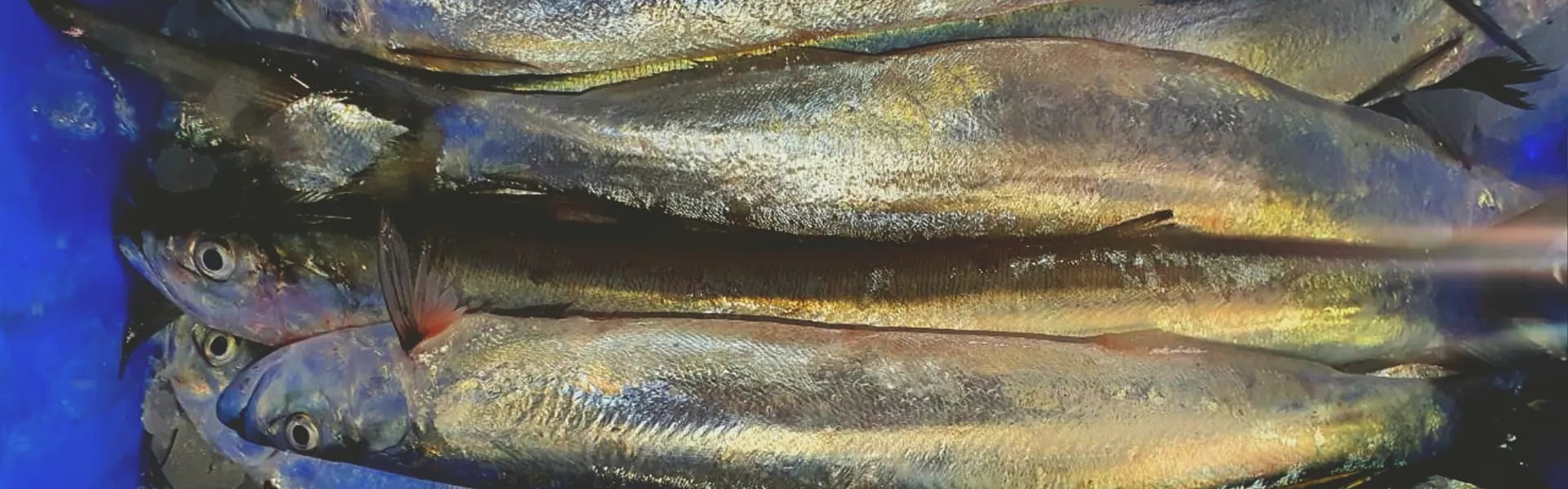 Wolf Herring fish Chirocentrus dorab KSA AND COMPANY