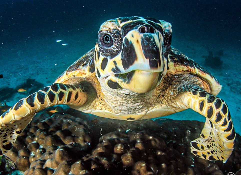 Turtle Rock KSA Liveaboard