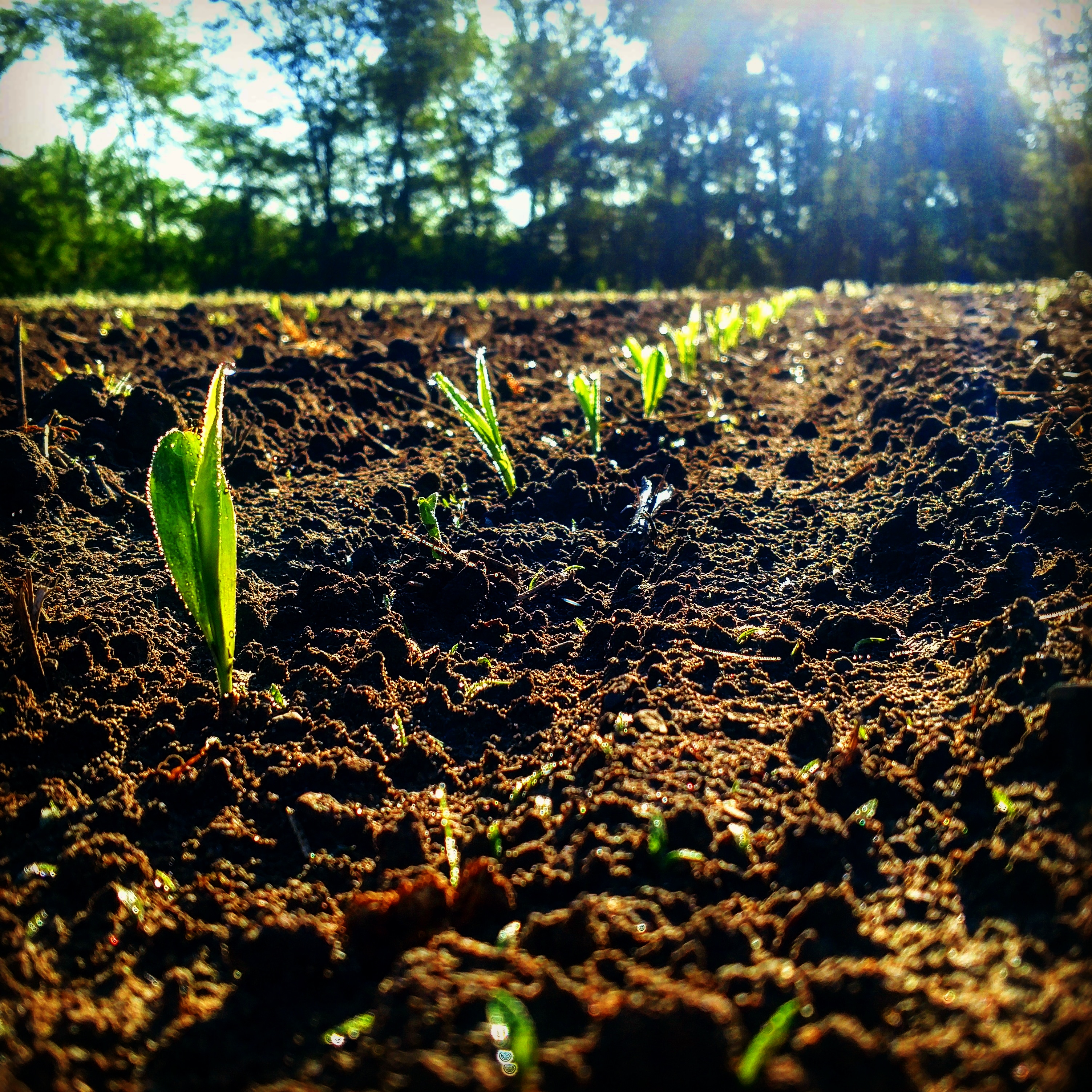 Emerging Corn KS Corn