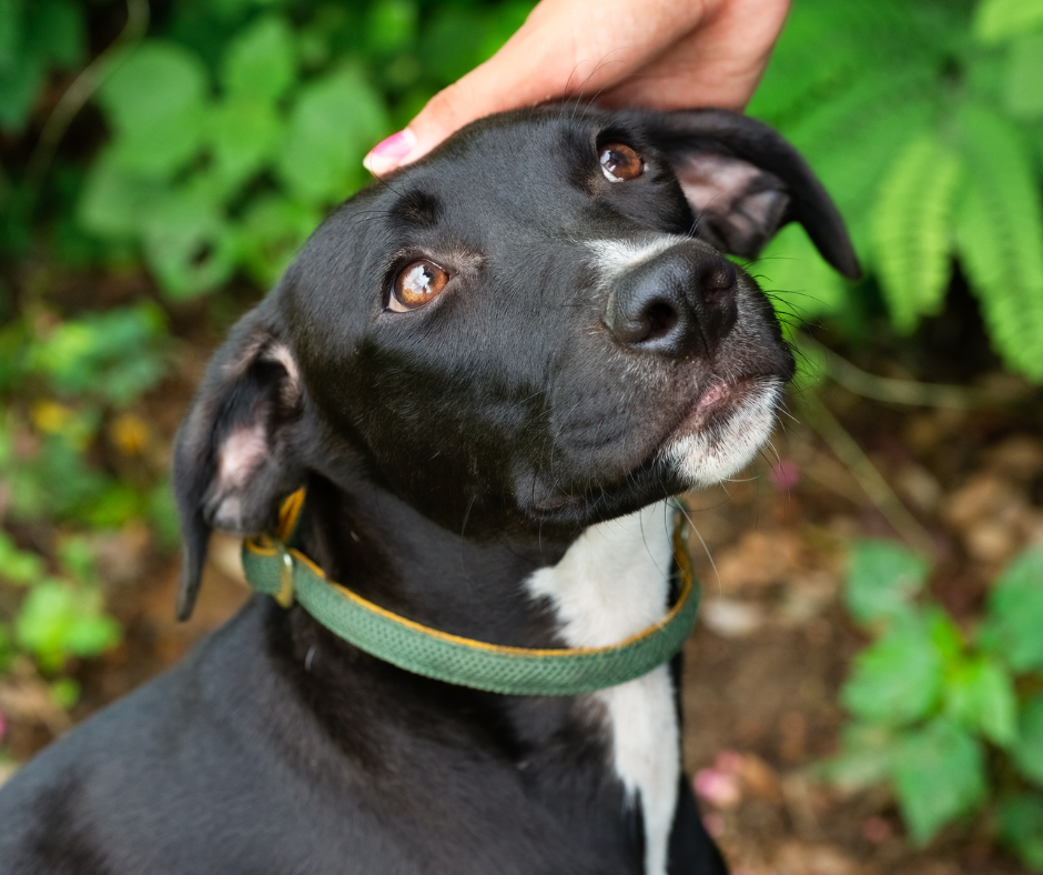 Dueños de perros de San Diego clasificados como los mejores en