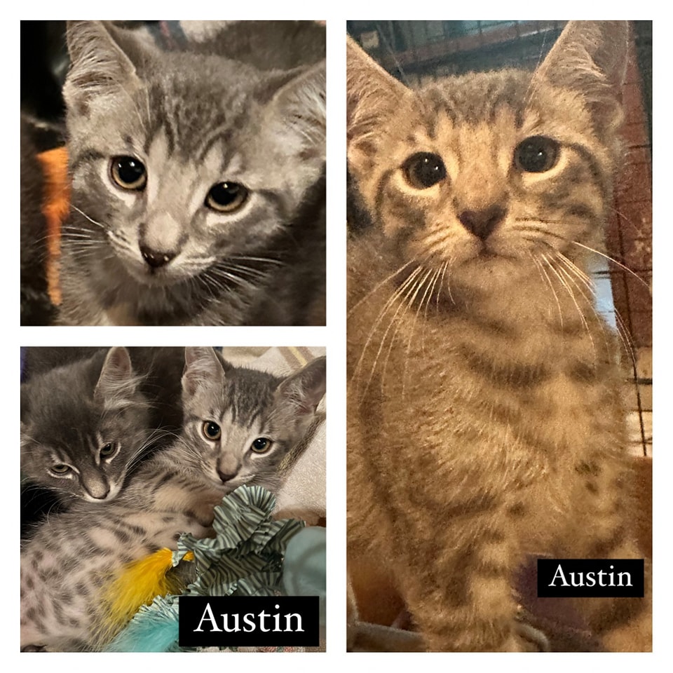Austin K's Kitten Rescue