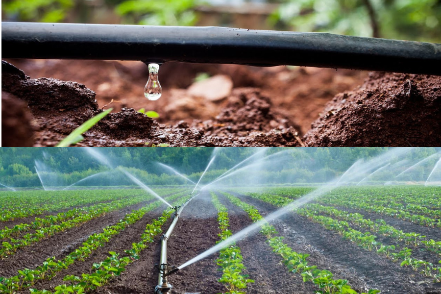 Which is Better, Drip Irrigation vs Flood Irrigation?