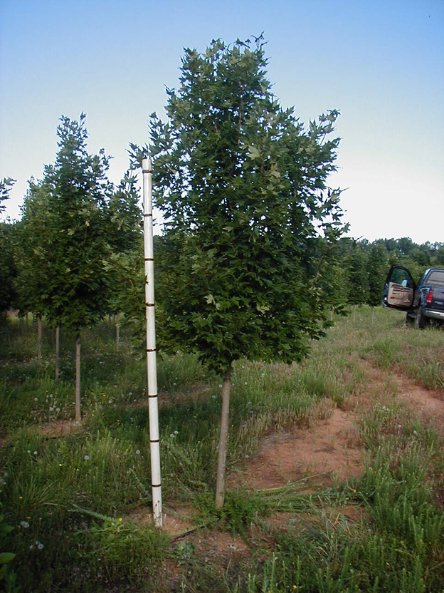 Green Mountain Sugar Maple