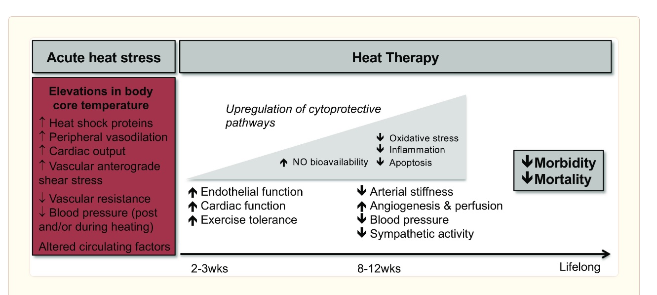 Heat therapy effect graph Kristen Sparrow, MD