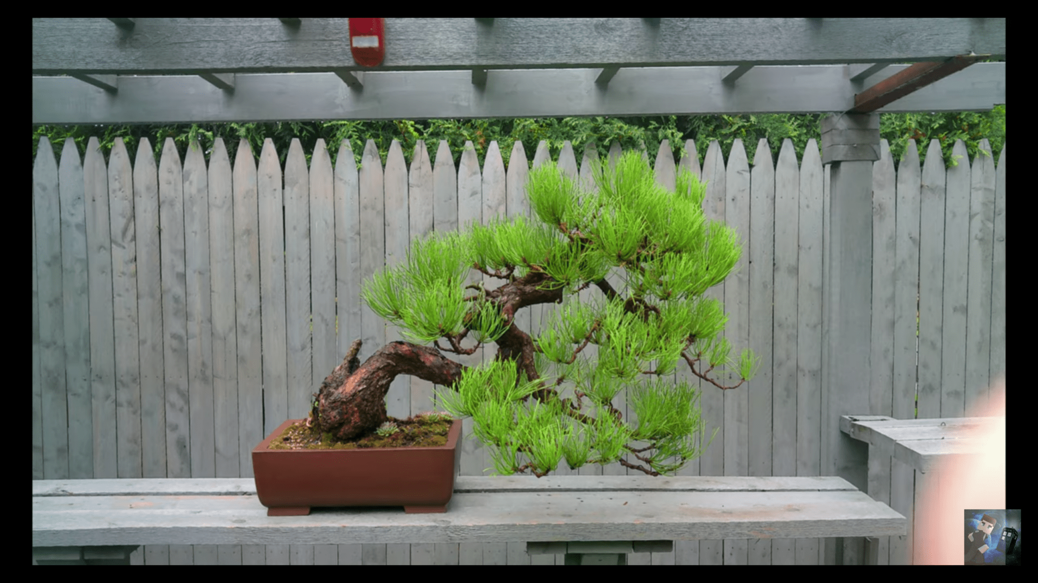 Man charged in 'rare,' 'expensive' bonsai tree thefts 5
