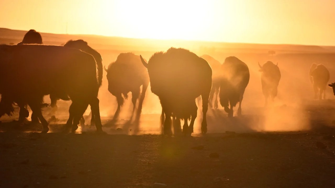 Bison spread as Native American tribes reclaim stewardship 5
