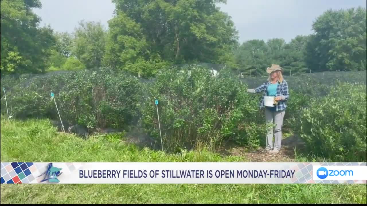 What to know before blueberry picking 5 Eyewitness News