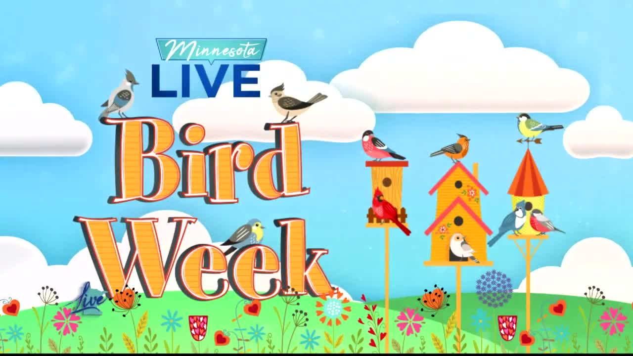Bird Week Caring for wild birds in hot weather 5 Eyewitness