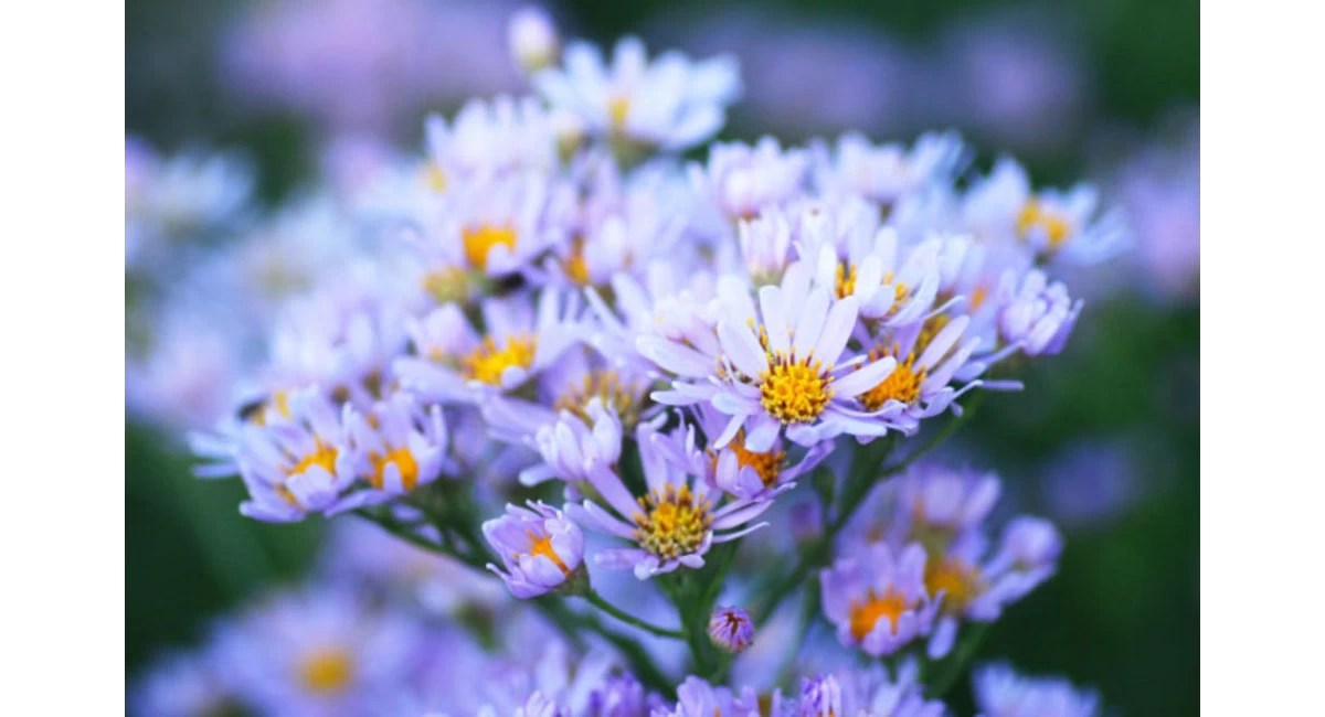 かぎけん花図鑑 10月16日の誕生花は、シオンです。 – 株式会社科学技術研究所 明日の花言葉 ～10月16日～ │ 花屋を銀座でお探しならKt.flowerへ | 銀座の花屋のKt.flowerのブログをご覧下さい