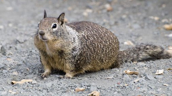 Squirrel Population Thrives Across San Diego County Coast as the